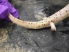 pseudotriton_montanus_diasticus-midland_mud_salamander04