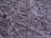 ellis_2nd_snowfall033
