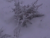 ellis_2nd_snowfall034