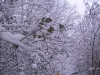 ellis_2nd_snowfall048