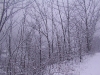 ellis_2nd_snowfall056