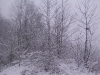 ellis_2nd_snowfall059