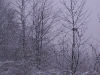 ellis_2nd_snowfall060