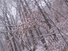 ellis_2nd_snowfall070