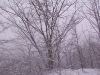 ellis_2nd_snowfall108