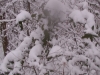 ellis_2nd_snowfall112
