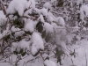 ellis_2nd_snowfall113