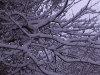 ellis_2nd_snowfall129