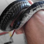 Sirtalis - Thamnophis sirtalis sirtalis